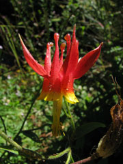 Aquilegia formosa flower (V.I. Lohr)